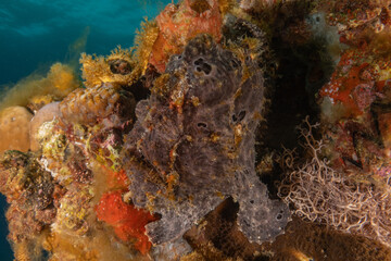 Fish swimming in the Red Sea, colorful fish, Eilat Israel
