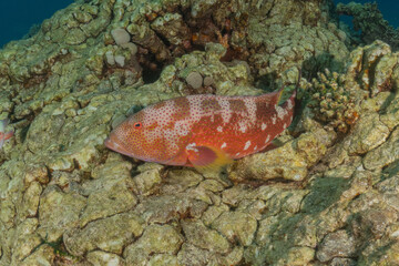 Fish swimming in the Red Sea, colorful fish, Eilat Israel

