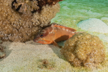 Fish swimming in the Red Sea, colorful fish, Eilat Israel

