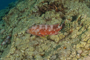 Fish swimming in the Red Sea, colorful fish, Eilat Israel
