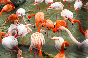 神戸の王子動物園の色鮮やかなフラミンゴ