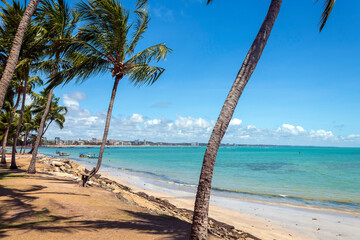 palmeiras  Praia de Ponta Verde, Pajuçara Maceió - Alagoas  Brasil