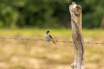 bird