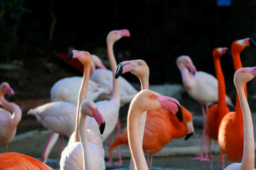 神戸の王子動物園の色鮮やかなフラミンゴ