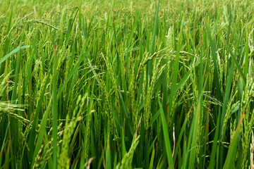 rice plants in rural Indonesia