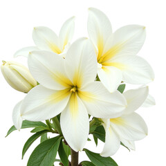 Close-up image of several white lilies with yellow centers, cut out against a black background.