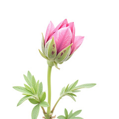 Close-up of a single, unopened pink flower bud with green leaves against a cut out background.