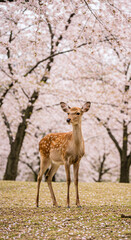 A young deer, light brown with speckled markings, stands on a grassy knoll 
