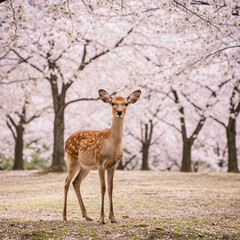 A young deer, light brown with speckled markings, stands on a grassy knoll 