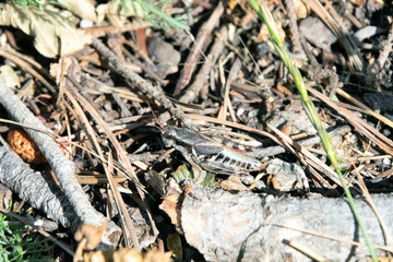 Cricket in the debris of the forest floor