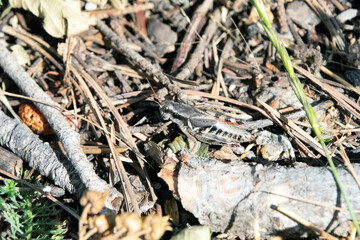 Cricket in the debris of the forest floor