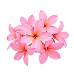 Closeup of a cluster of delicate pink plumeria flowers against a cut out background.