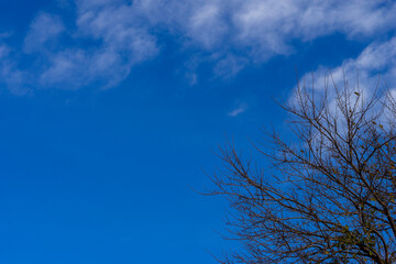 blue sky with beautiful white clouds on a spring day.