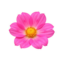 Close-up image of a single, vibrant pink dahlia flower against a cut out background.