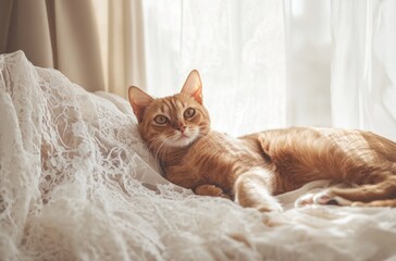 Obraz premium Ginger Cat Resting on Lacy White Bedding Near Window