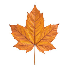 Obraz premium Close-up image of a single, dried maple leaf against a cut out background.