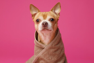 Cute funny dog wrapped in towel on crimson background