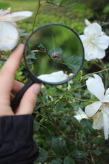 The worls under a magnifying glass