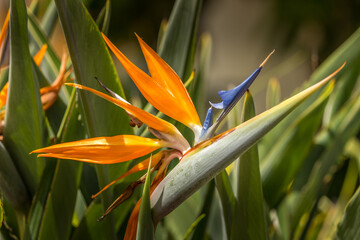 Beautiful Bird of paradise flower Hawaii