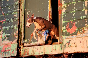 pretty grey white whippet jumps out of a colorfully painted trailer in the autumn evening sun