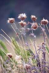 Dried thistles in Colorado wilderness