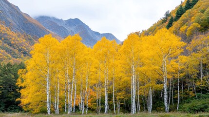 Fototapeta premium Golden birch forest autumn mountain landscape, scenic nature background