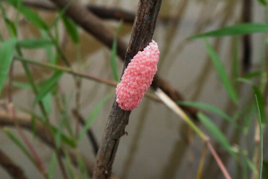 Snail eggs with a blurry rice field background.
