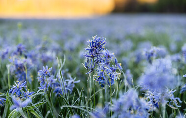 Frosted Purple Wildflower At Dawn