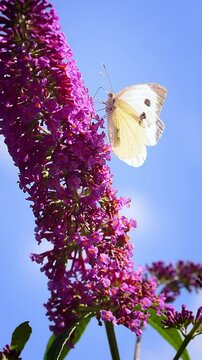 Butterfly, cabbage white (Pieris rapae) on lilac butterfly bush (Buddleja davidii), vertical video.
