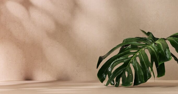 Monstera Leaf and Sunlight on the wall minimal natural beauty and wellness concept. Calming botanical seamless animation