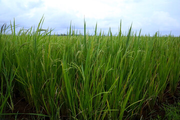 Obraz premium rice plants in rural Indonesia