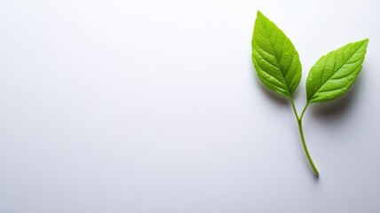 Simple image of two green leaves on white background