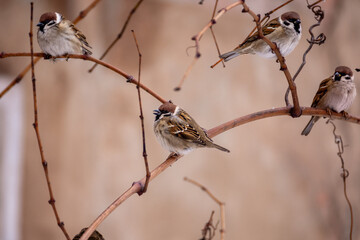 Little sparrows sit on branches on a cold winter day. Birds in the winter city.