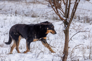 Homeless dogs walk through the snow on a cold winter day.  Abandoned animals.