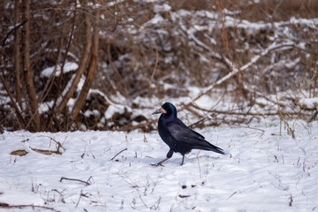A black shiny crow walks through the snow in search of food. Birds in the winter city.