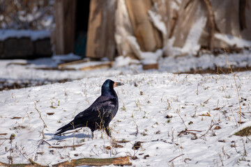 A black shiny crow walks through the snow in search of food. Birds in the winter city.