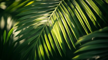 Stunning Close-up of Lush Tropical Palm Leaves, Vibrant Green Foliage in Sunlight and Shadow, Nature's Artistic Design, Tropical Leaf Details, Fresh Green Palm Leaf Pattern