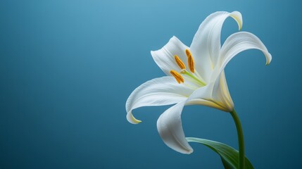 Stunningly Beautiful White Lily in a Vibrant Blue Background. Close-up of a Majestic Flower. Perfect for Nature Lovers and Photography Enthusiasts.
