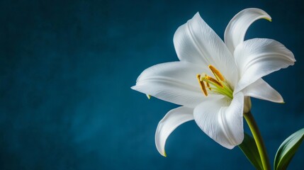 Majestic White Lily in Exquisite Detail - A Stunning Floral Masterpiece