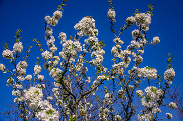Cherry blossoms against blue sky in sunlight.