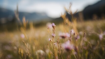Fototapeta premium A close-up of delicate purple wildflowers in a serene meadow, surrounded by softly blurred grass and distant mountains under a gentle sky.