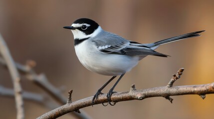 A Majestic Bird Perched on a Branch, A Stunning Close-up of Nature's Beauty
