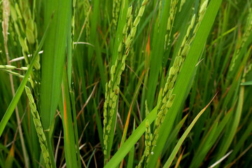 close up of light green rice