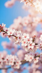 Obraz premium Cherry blossoms blooming in tranquil morning light, seasonal beauty
