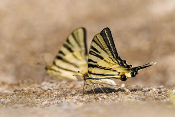 Iphiclides podalirius is a butterfly from the Otakaridae family. Inhabits warm regions