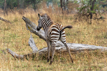 Zebra cub while urinating at Serengeti National Park Tanzania