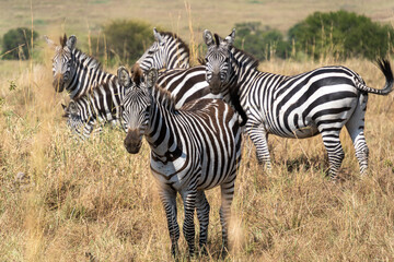 Zebra into wilderness at Serengeti National Park Tanzania
