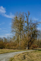 Winterwanderung in den Isarauen im Mündungsgebiet
