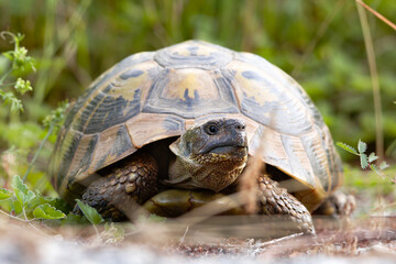 Eastern Herman's tortoise - Testudo hermanni boettgeri. Medium-sized turtle living in southern Europe. Terrestrial turtle in its natural habitat