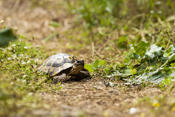 Eastern Herman's tortoise - Testudo hermanni boettgeri. Medium-sized turtle living in southern Europe. Terrestrial turtle in its natural habitat
